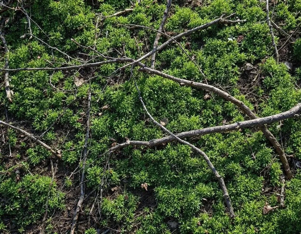 L'écologie numérique : transformer nos centres de données pour un avenir durable